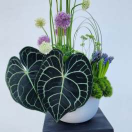 Modern arrangement with purple and white globe flowers in a white vase