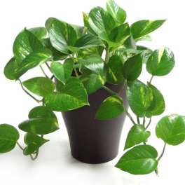 Pothos Plant