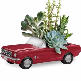 Assorted green succulents planted in a red vintage-style car ceramic planter