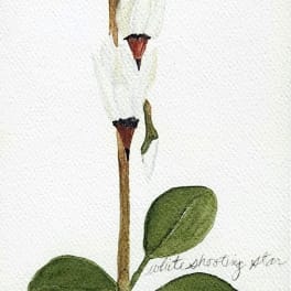 Botanical illustration of a white shooting star flower with green leaves