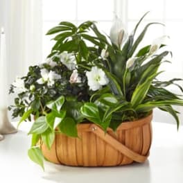Basket of green houseplants with small white flowers