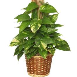 Potted pothos plant in a woven basket with a wooden trellis