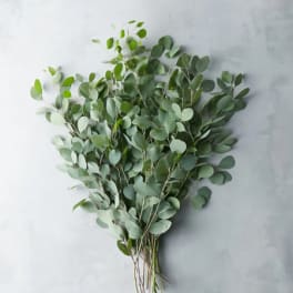 Bundle of eucalyptus branches with round green leaves