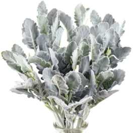 Bunch of soft silver-green foliage stems arranged in a clear glass vase