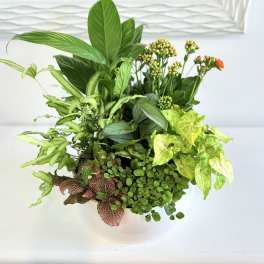 Mixed green houseplants with small orange blooms arranged in a low white bowl.
