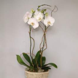White orchid plant in a decorative beige pot