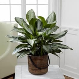 Potted variegated houseplant in a woven basket