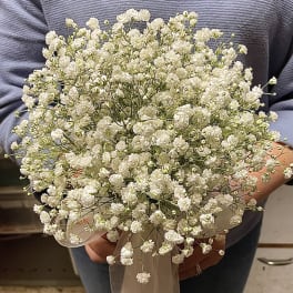 Handheld bouquet of small white flowers tied with a sheer white ribbon.