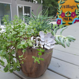 Succulent arrangement in a brown pot with trailing green plants
