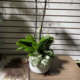 White orchid plant in a white pot with a pale ribbon bow