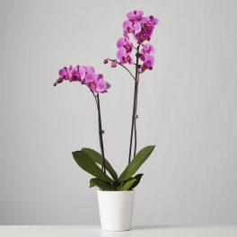 Two pink orchids in a white pot