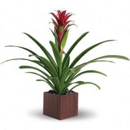 Potted bromeliad with red bloom in a square wooden planter