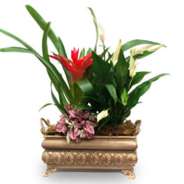 Tropical floral arrangement in a decorative gold planter