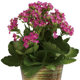 Pink flowering plant in a striped ceramic pot