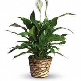 Potted peace lily with white blooms in a woven basket