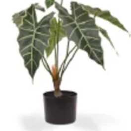 Potted tropical plant with large dark green leaves