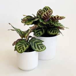 Two potted prayer plants with patterned green and burgundy leaves
