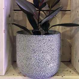 Potted rubber plant in a patterned ceramic planter