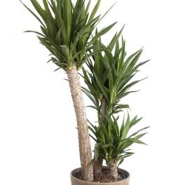 Potted dracaena plant with multiple tall trunks and spiky green leaves