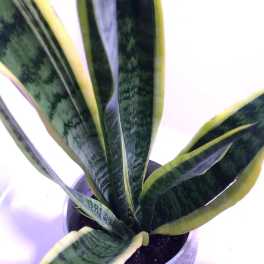 Potted snake plant with tall variegated leaves