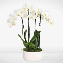 Simple Beauty White Orchid Garden