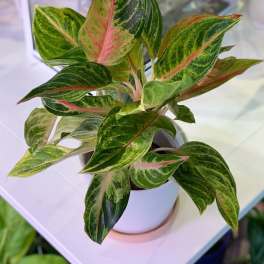 Potted plant with variegated green and pink leaves in a white pot
