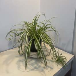 Potted spider plant with long striped leaves on a table