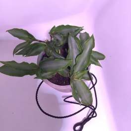 Potted green plant in a hanging container with a black cord