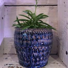 Potted green plant in a blue textured ceramic pot