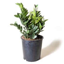 Potted green plant in a black nursery pot
