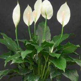 White peace lilies in a black pot with broad green leaves