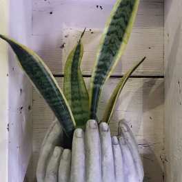 Snake plant in a white hand-shaped planter
