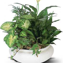 Mixed green houseplants in a white bowl planter