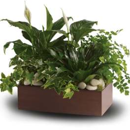 Potted peace lilies and ivy in a rectangular wooden planter