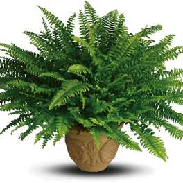 Potted fern in a decorative tan planter