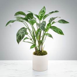 Dumb Cane Plant