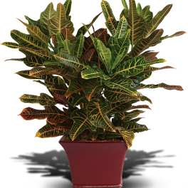 Potted croton plant with multicolored variegated leaves in a red planter