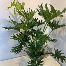 Potted plant with glossy, deeply lobed green leaves in a white container