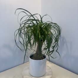 Potted ponytail palm in a white planter