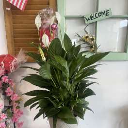 Potted peace lily arrangement in a white pedestal planter