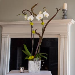 Tall orchid arrangement in a white textured pot with branches and succulents