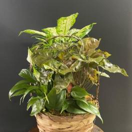 Basket of assorted green houseplants against a dark background