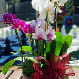 Potted orchids with white, pink, and purple blooms and a red ribbon bow