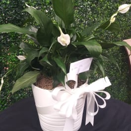 White peace lilies in a white pot with a ribbon bow
