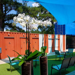 White orchids in tall glass vases on an outdoor patio