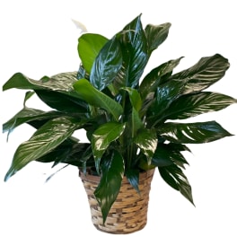Potted green houseplant with glossy leaves in a woven basket