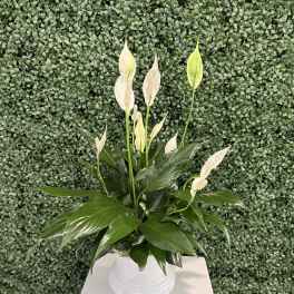 White peace lilies in a white vase on a pedestal