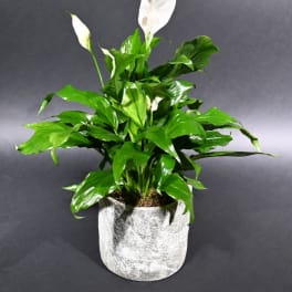 Potted peace lily plant with white blooms and glossy green foliage in a gray cylindrical pot