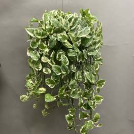 Hanging variegated green and white trailing plant