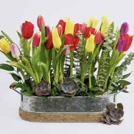Mixed tulips in a metal tub with succulents